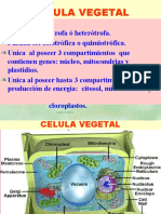 Célula Vegetal