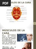 Musculos de La Cara