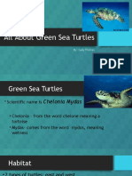 All About Green Sea Turtles Presentation