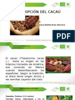 Descripción Del Cacao