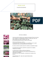 Catalogo Plantas Ornamentales