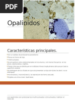 Opalinidos