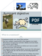 Ruminant Digestive System PPT Pres