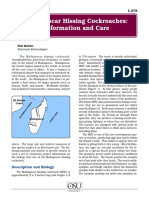 Madagascar Hissing Cockroaches: Information and Care: Phil Mulder