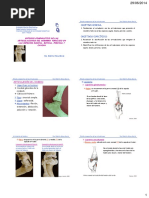 Articulaciones Del Miembro Torácico (Comparadas)