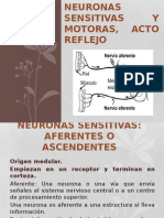 Neuronas Sensitivas y Motoras