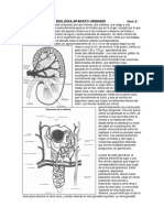 HACER CLICK AQUÍ PARA DESCARGAR Guia 8° Sistema Renal 2012 Prof. Arturo Riveros PDF