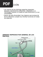 Anatomia Del Aparato Rep. Del Macho