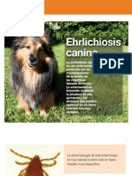 AV - 25 - Ehrlichiosis Canina