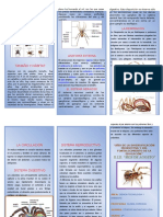 Triptico Aracnidos