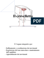 8 Cervelletto