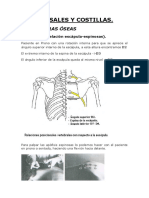 Palpatoria Dorsales y Costillas - Glory