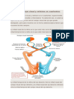 División Del Campo Visual y Retiniano en Cuadrantes