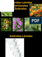 Astéridas. Gentianales - Solanales