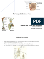 Morfologia Del Sistema Oseo