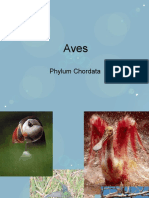 Aves