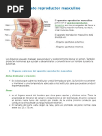 Aparato Reproductor Masculino