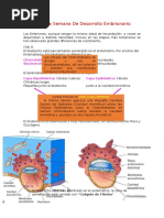 Resumen Histologia Ross