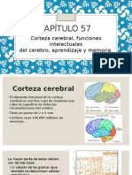 Corteza Cerebral