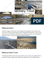 Hatchery Trout