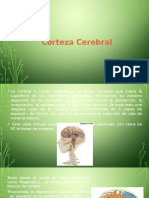 Corteza Cerebral