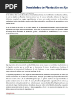 Densidades de Plantacion en Ajo