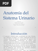 Anatomía Del Sistema Urinario