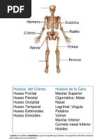 Examen Anatomia - 100