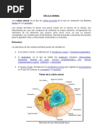 Célula Animal y Vegetal