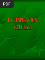 Ciclos Metabolicos PDF