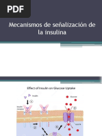 Mecanismos de Señalizacion de Insulina, Glucolisis, Gluconeogenesis