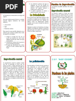 TRIPTICO Funciones de Las Plantas