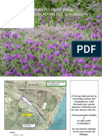 Las Plantas Medicinales de La Desembocadura Del Guadalhorce