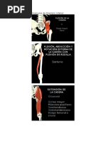 Nemotecnia de Músculos de Miembro Inferior