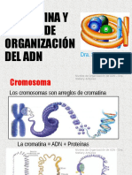 CG17 Cromatina Niveles de Organización