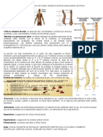 Columna Vertebral