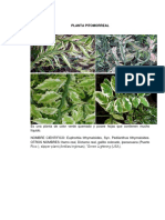 Planta Pitomorreal PDF