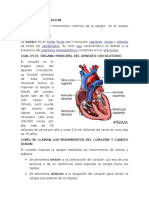 Preguntas Sistema Circulatorio