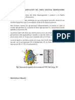 Taxonomía y Clasificación Del Virus Sincitial Respiratorio Humano