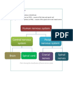 Chart Showing The Classification of Human Nervous System