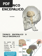 Tronco Encefálico