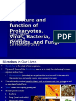 Lecture 2 Viruses Bacteria and Fungi 