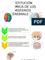 Anatomía Del Prosencefalo