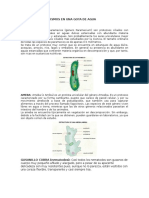 Microorganismos en Una Gota de Agua