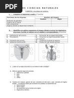 Guia Ciencias Naturales Sexto Basico