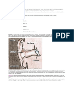 Parts and Functions of The Ear: Fact File