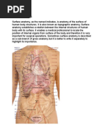 Surface Anatomy, Position and Radiologic Anatomy