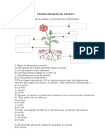 Prueba Naturaleza 3° Básico