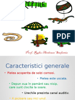 Clasificarea Reptilelor