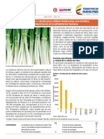 Bol Insumos May 2015 Cebolla Junca